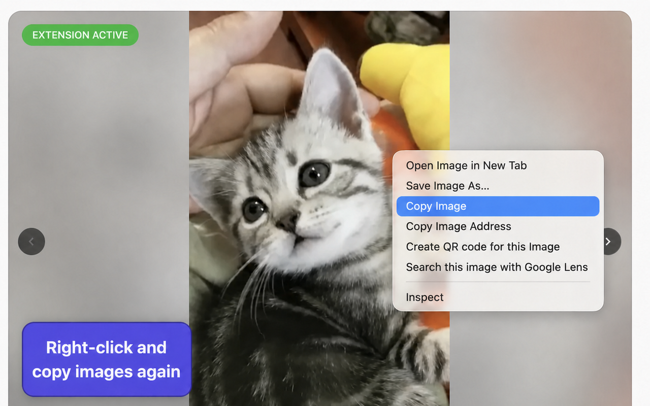 Copy Image selected from the native context menu over a cat image